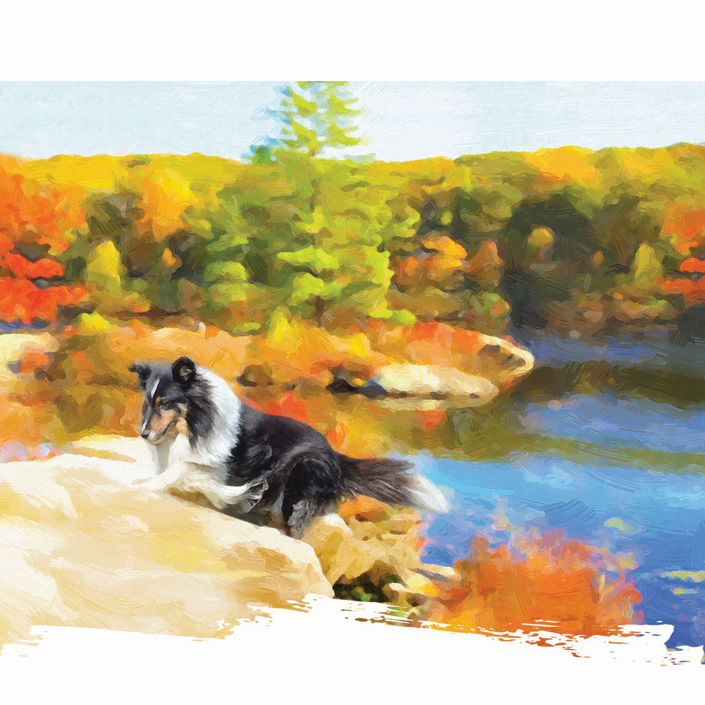 Border Collie - The Smarty Pants (Sweet Potato Liver)