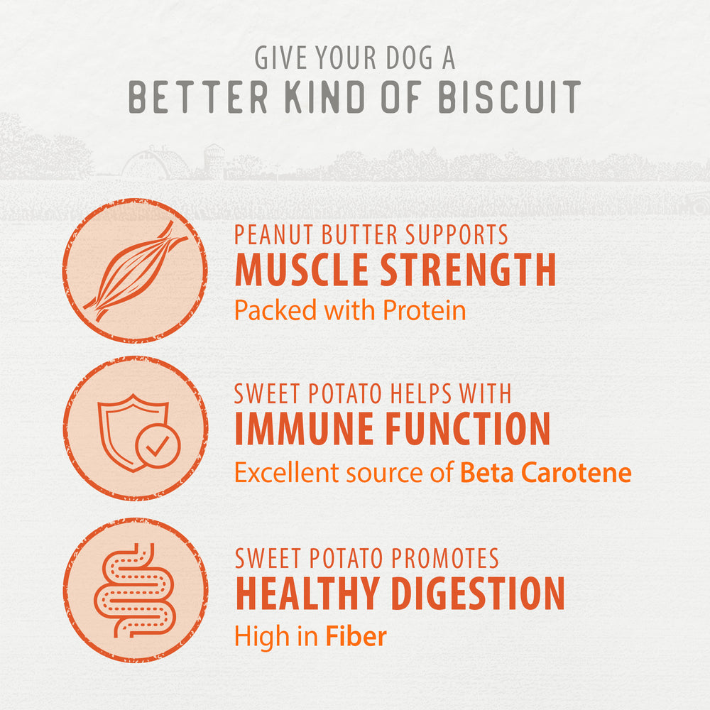 
                        
                          Crunchy Biscuits - Sweet Potato with Peanut Butter
                        
                      