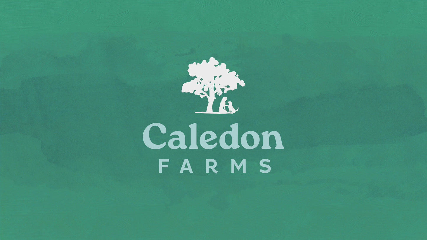 
                        
                          Load and play video in Gallery viewer, Chewy Beef Sticks Value Pack
                        
                      